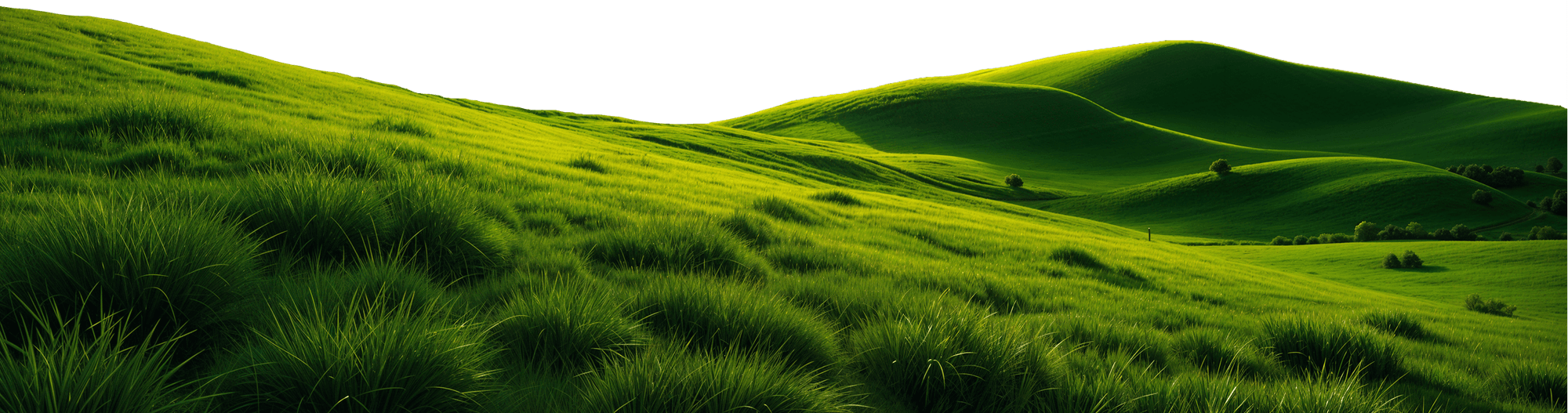Decoration Background Graphic